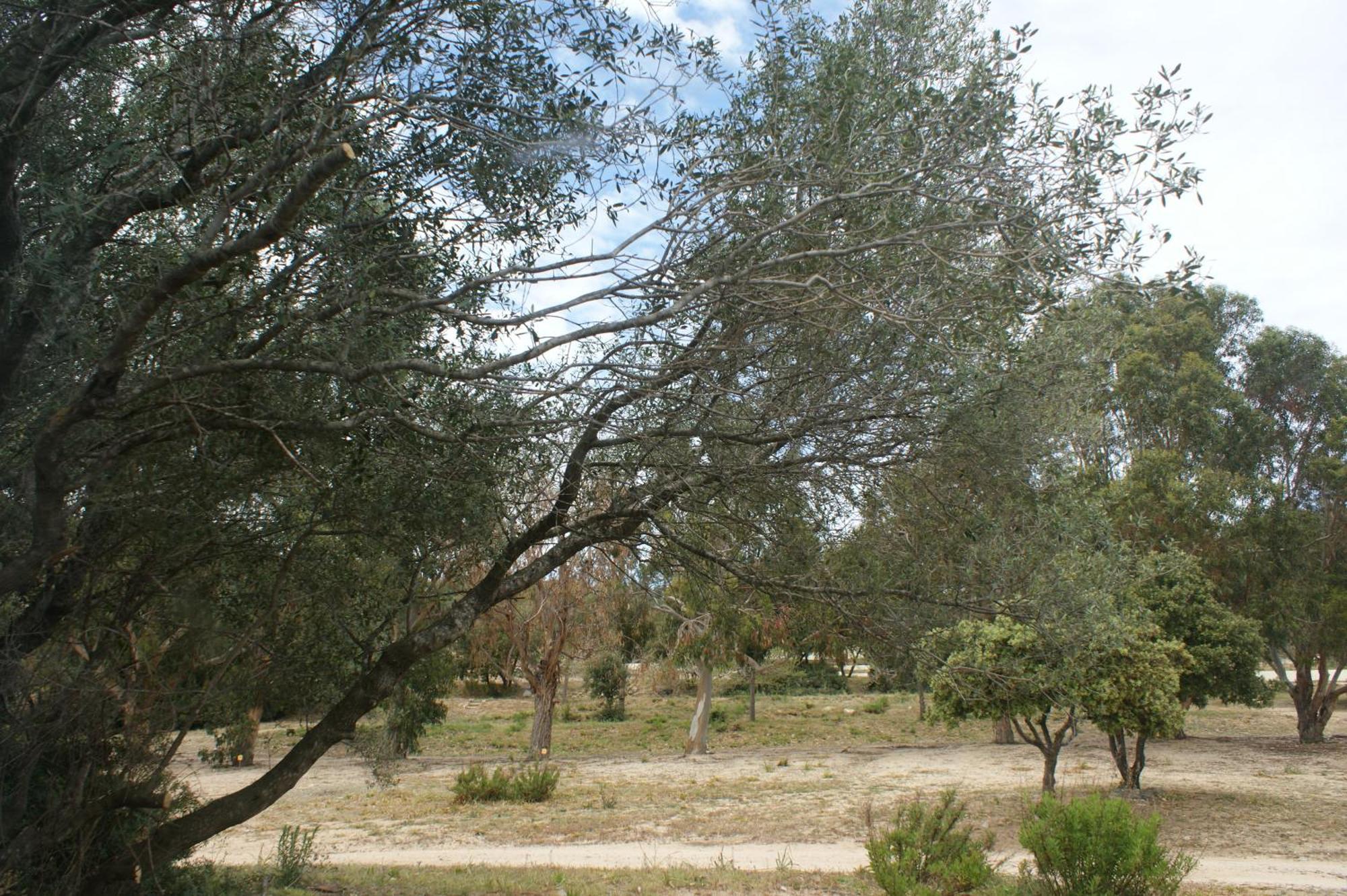 Villa Belle Location Sur Lumio Avec Vue Remarquable Et Jardin Extérieur photo